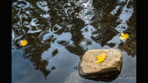 Three Leafs and a Rock in the Merced River